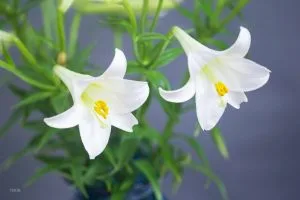 Chùm thơ tình khúc những mùa hoa – Vũ Thanh Mai (Hà Nội)