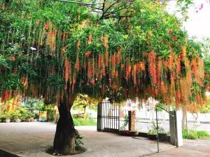 Chùm thơ tình khúc những mùa hoa – Vũ Thanh Mai (Hà Nội)
