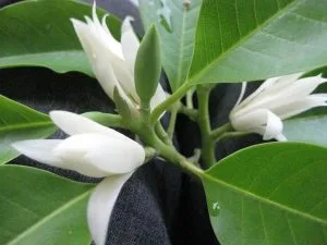 Chùm thơ tình khúc những mùa hoa – Vũ Thanh Mai (Hà Nội)