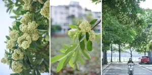 Chùm thơ tình khúc những mùa hoa – Vũ Thanh Mai (Hà Nội)