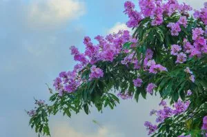 Chùm thơ tình khúc những mùa hoa – Vũ Thanh Mai (Hà Nội)