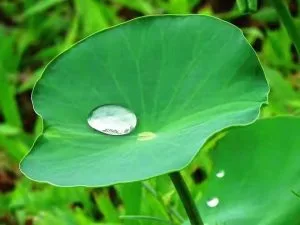 Nguyễn Nhất Thống: Chùm thơ 019