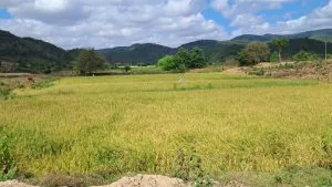 Chùm thơ Một thoáng quê hương gửi người xa – Ngọc Nguyễn