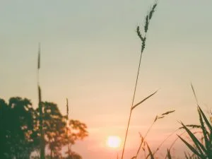 Chùm thơ tình – Sáu Thương