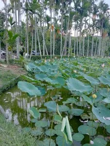 Chùm thơ tình – Huỳnh Văn Học (Quảng Nam)