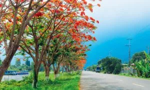 Chùm thơ tình – Huỳnh Văn Học (Quảng Nam)