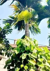 Chùm thơ tình – Sáu Thương