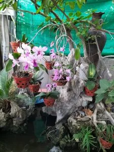 Lan rừng Phước Bình – Thơ Phạm Quốc Tý