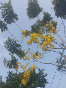 Chùm thơ tình – Trần Quyết Thắng