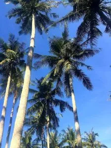 Bóng dừa – Tản văn Hải Trần