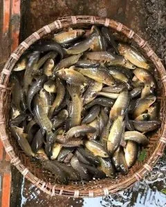 Hồn quê – Thơ Võ Xiêm