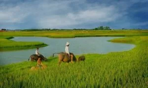Bình dị thôi – Thơ Bạch Băng Lan
