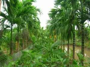 Cau quê – Thơ Duy Thịnh