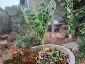 Cuối Thu – Thơ Jimmy Trần