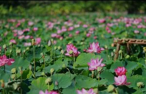 Đại đạo vô hình – Thơ Lê Văn Túc