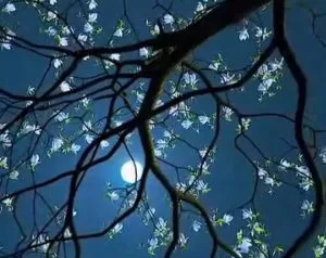 Hồng trần mộng – Thơ Mai Nguyễn