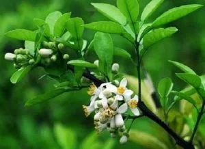 Nhớ mùa hoa bưởi – Thơ Lê Đình Hồng