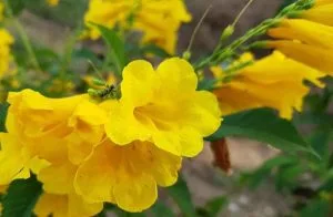 Hoa vàng mấy độ – Thơ Tống Thu Ngân