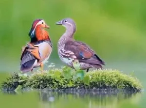 Kỷ niệm đầu – Thơ Phan Văn Sơn