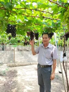 Trái nho quê anh – Thơ Phạm Tý