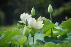 Hoa sen – Thơ Lê Đình Hồng
