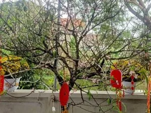 Mong – Thơ Nguyễn Ngọc