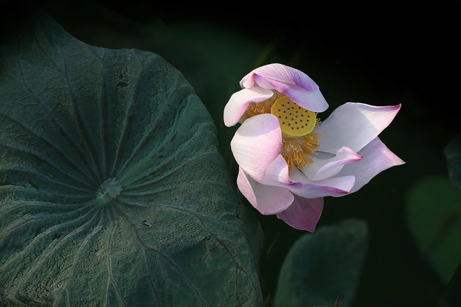 Sen cuối hạ – Thơ & ảnh Hồng Minh Nhân